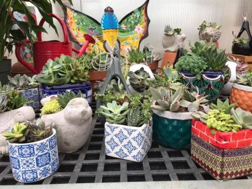 A variety of succulents in colorful pots, including patterned ceramics and unique shapes, arranged on a table.