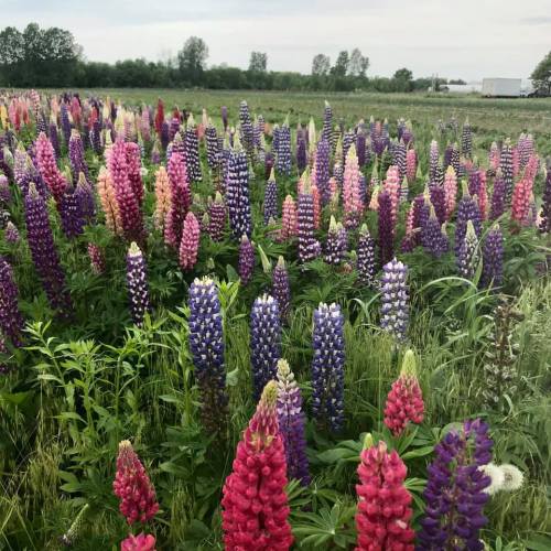 A vibrant field of blooming lupine flowers in various shades of pink, purple, and white under a cloudy sky.