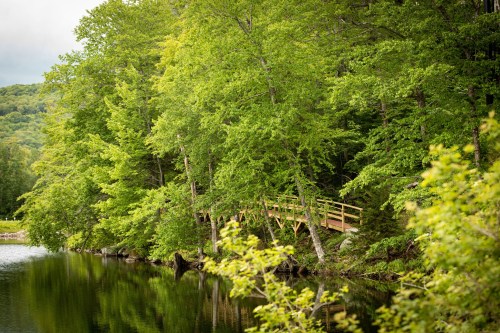 A serene landscape featuring a wooden bridge surrounded by lush green trees beside a calm river.