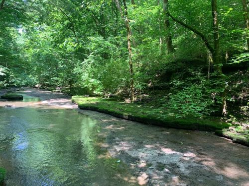 A serene forest scene with a shallow creek surrounded by lush green trees and moss-covered banks.
