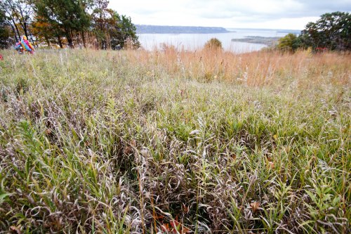 A grassy hillside overlooking a river, with trees in the background and a cloudy sky above.