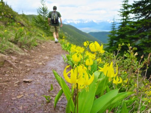 A hiker walks along a trail lined with vibrant yellow flowers, surrounded by lush greenery and distant mountains.