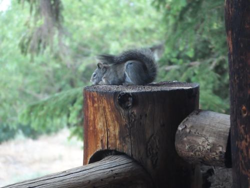 A squirrel resting on a wooden post, surrounded by greenery in a natural setting.