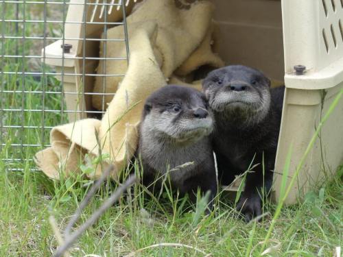 Two otters peek out from a pet carrier, surrounded by grass and a soft blanket.