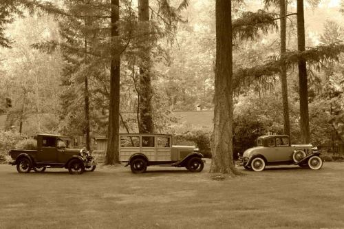 Three vintage cars parked under tall trees in a serene, wooded setting, captured in a sepia tone.