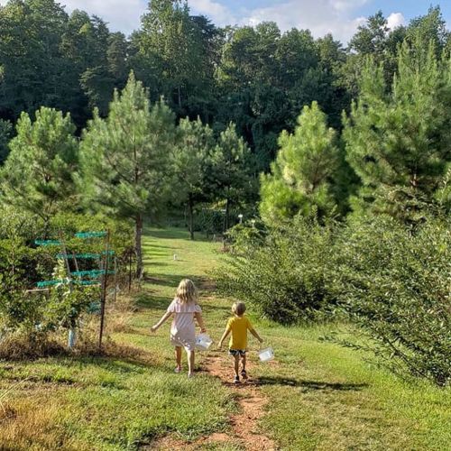 Two children walk down a path in a green forest, holding buckets and surrounded by trees and bushes.