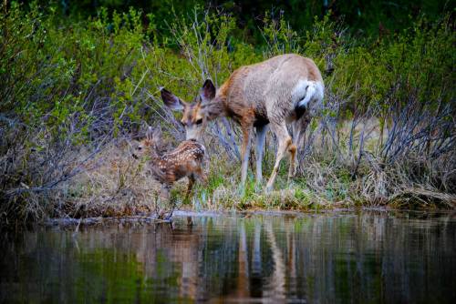 A doe and her fawn near a calm water body, surrounded by lush greenery and tall grass.