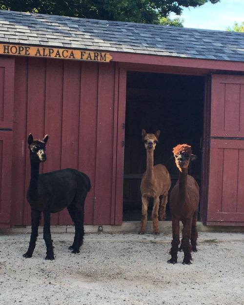 Three alpacas stand outside a barn at Hope Alpaca Farm, with one black, one brown, and one tan alpaca visible.