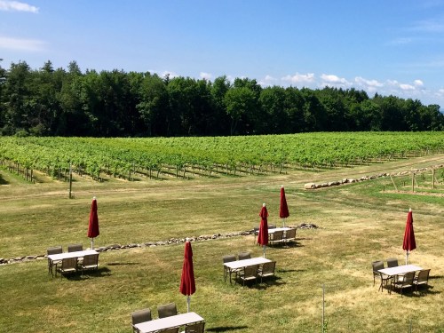 A scenic vineyard with rows of grapevines, green grass, and tables with red umbrellas under a clear blue sky.