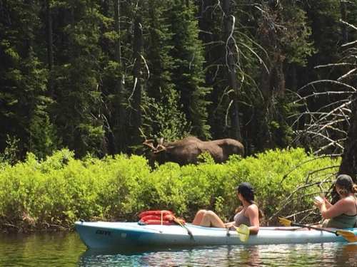 A kayak with two people paddling near a moose standing by the shore in a lush, green forested area.