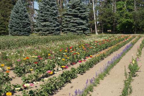 A vibrant flower garden with colorful blooms arranged in neat rows, surrounded by tall evergreen trees.