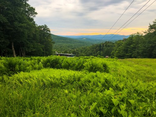 A lush green landscape with ferns, rolling hills, and a distant view of mountains under a cloudy sky at sunset.