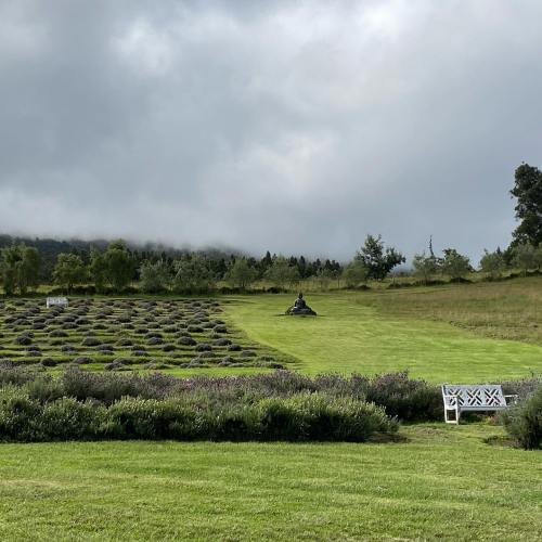 A serene landscape featuring a grassy field, lavender rows, and a bench under a cloudy sky.
