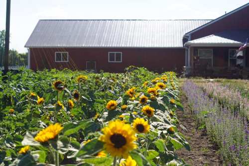A vibrant field of sunflowers in front of a red barn and house, with purple flowers lining the garden path.