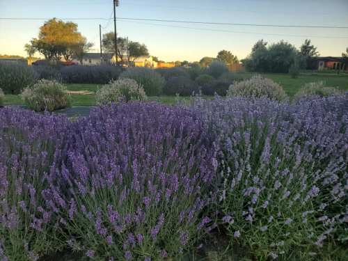 A vibrant field of blooming lavender plants under a clear sky, with trees and houses in the background.