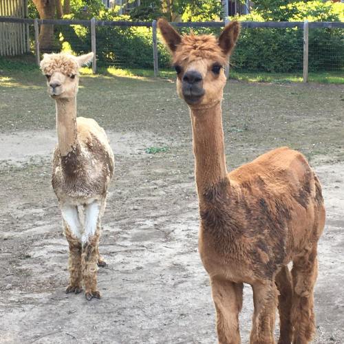 Two llamas stand in a grassy area, one with a light coat and the other with a darker, shaggy coat.