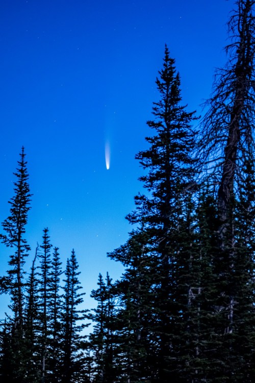 A comet streaks across a twilight sky, framed by tall evergreen trees.