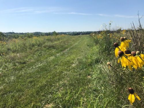 A sunny landscape featuring a grassy path lined with yellow flowers and distant hills under a clear blue sky.