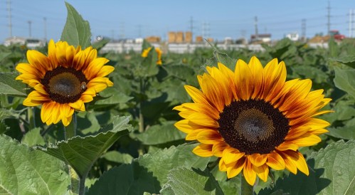 Two vibrant sunflowers bloom in a green field, with a clear blue sky and distant buildings in the background.