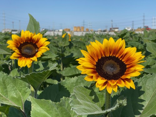 Two vibrant sunflowers bloom in a green field under a clear blue sky, surrounded by lush leaves.