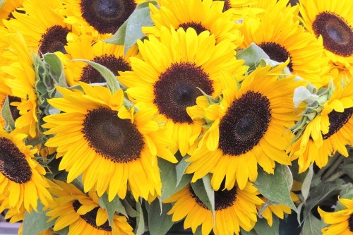 A vibrant bouquet of sunflowers with bright yellow petals and dark centers, surrounded by green leaves.