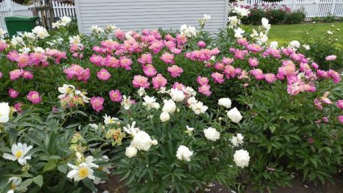A vibrant garden filled with pink and white peonies blooming among lush green foliage.