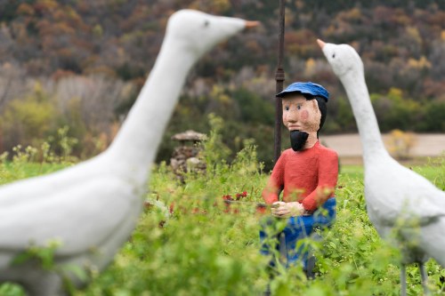 A colorful scarecrow figure sits among green plants, flanked by two white geese in a rural setting.