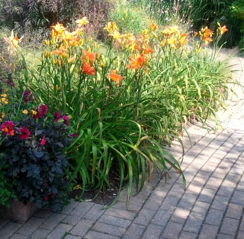 A vibrant garden path lined with orange lilies and colorful flowers, surrounded by lush greenery.