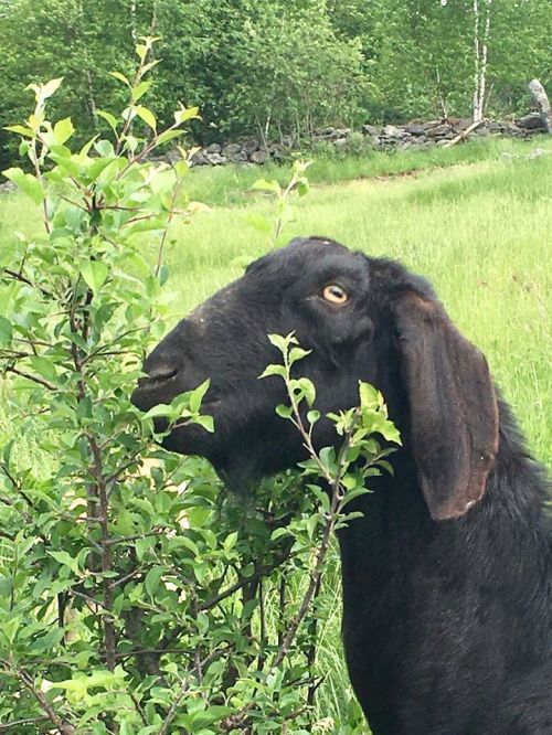 A black goat munches on green leaves in a grassy field, surrounded by trees and a stone wall in the background.
