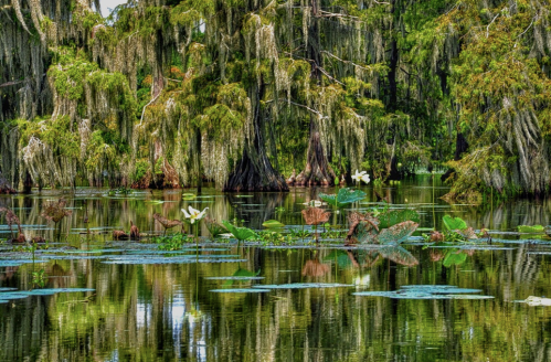 A serene swamp scene with cypress trees, hanging moss, and water lilies reflecting in calm waters.