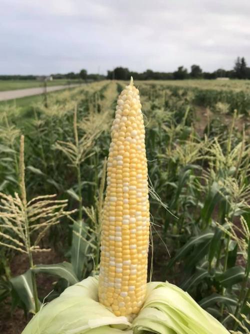 Close-up of a single ear of corn in a field, with rows of corn plants and a cloudy sky in the background.