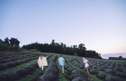 Three people walking through a lavender field at dusk, surrounded by rows of purple flowers and trees in the background.