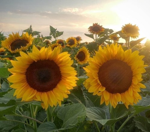 A field of vibrant sunflowers basking in the warm glow of the setting sun.