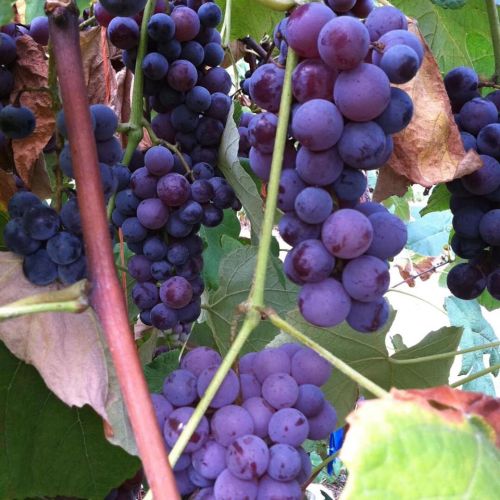 Clusters of ripe purple and black grapes hanging from green leaves on a vine.