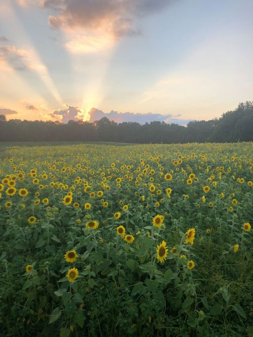 A vibrant field of sunflowers under a colorful sunset with rays of light shining through the clouds.