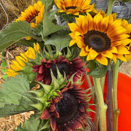 A vibrant bouquet of sunflowers in various colors, including yellow and deep red, arranged in an orange bucket.