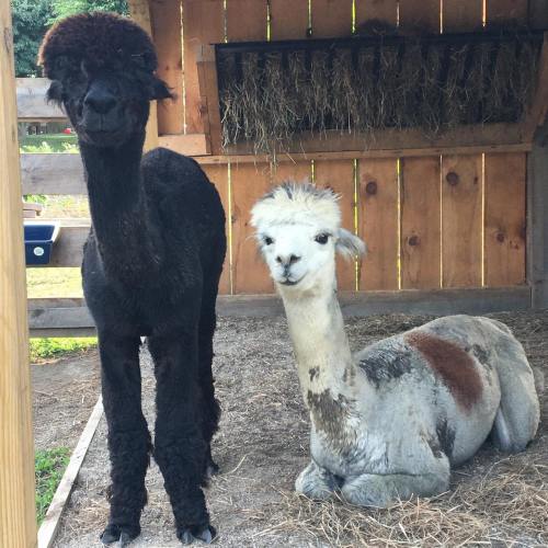 Two alpacas in a barn: one black standing and one gray lying down, both with unique hairstyles.