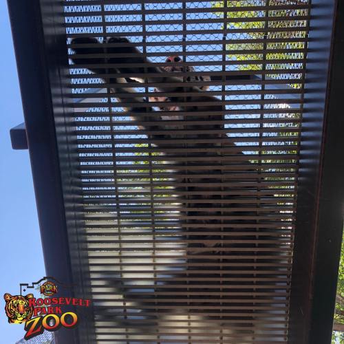 A large animal is seen from below, climbing on a metal structure with trees and blue sky in the background.