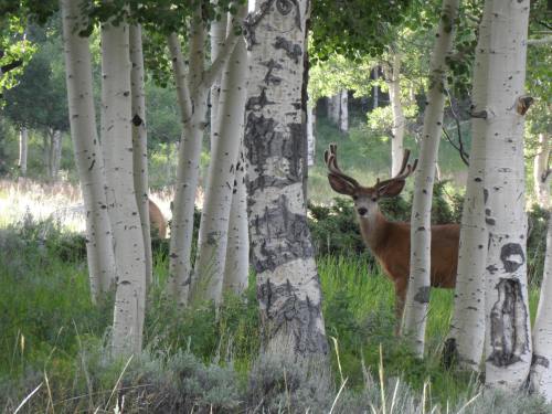 A deer with antlers peeks through aspen trees in a lush green forest.