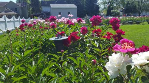 A vibrant garden filled with blooming pink and red peonies, surrounded by lush green foliage and a white fence in the background.