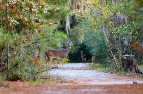 A deer stands on a gravel path surrounded by lush greenery and autumn foliage, with another deer in the background.