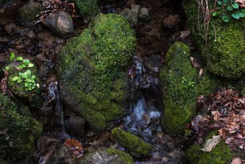 A serene stream flows over moss-covered rocks, surrounded by small plants and fallen leaves.