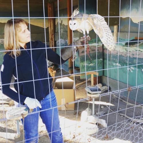 A woman in a blue jacket holds a bird of prey while standing in a fenced area with a painted backdrop.