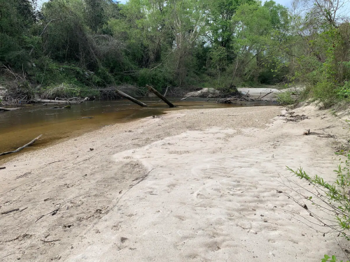 A sandy riverbank with trees and greenery in the background, featuring calm water and fallen branches.