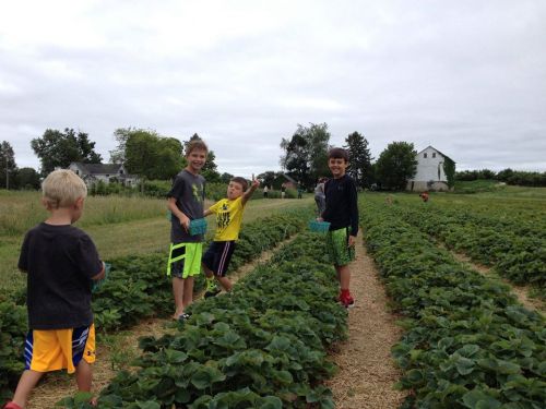 Children picking strawberries in a field, smiling and holding baskets, with a cloudy sky and farmhouse in the background.