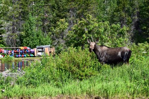 A moose stands near a lush green area by a calm water body, with colorful kayaks visible in the background.