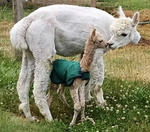 A white alpaca and a young cria wearing a green coat, nuzzling in a grassy field.
