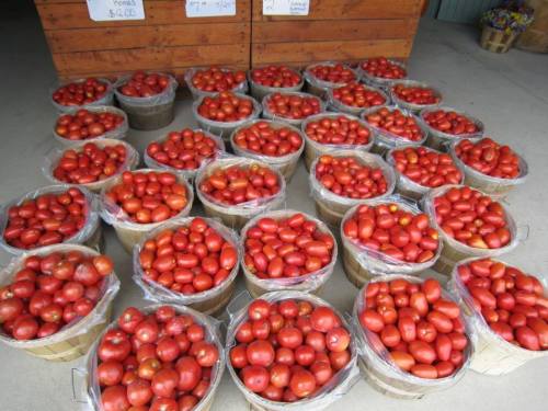 Baskets filled with ripe red tomatoes arranged neatly on a market floor.