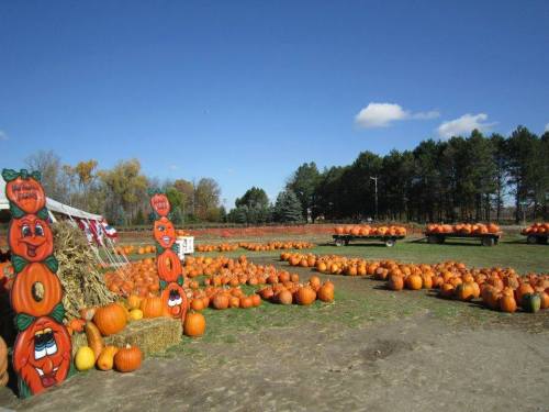 A pumpkin patch with numerous pumpkins scattered across a field, surrounded by trees and a clear blue sky.
