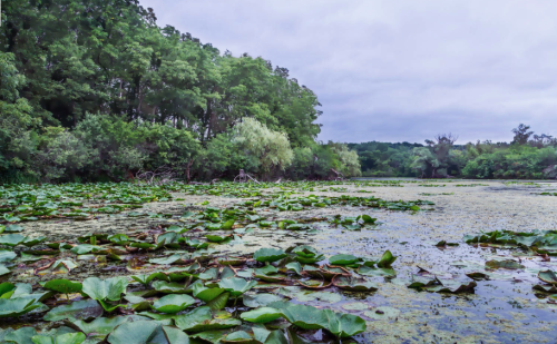 A serene wetland scene with lush green lily pads and trees under a cloudy sky.